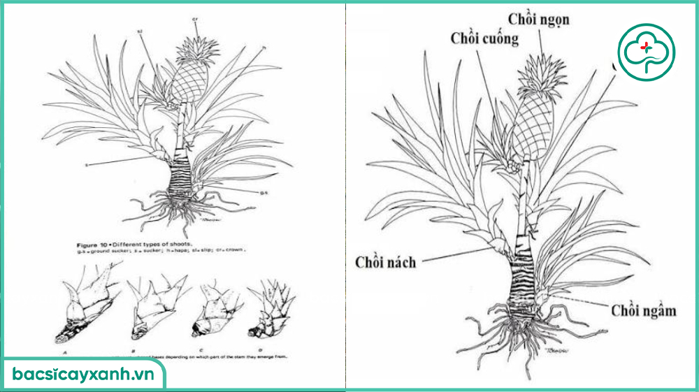 Lấy chồi dứa giống