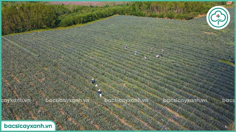 Khoảng cách trồng dứa