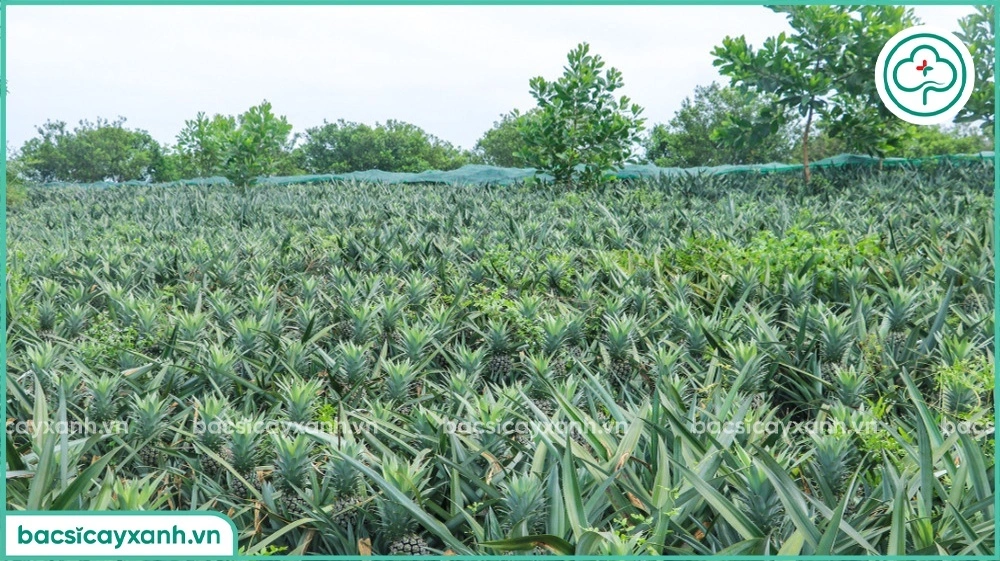 Kỹ thuật chăm sóc dứa