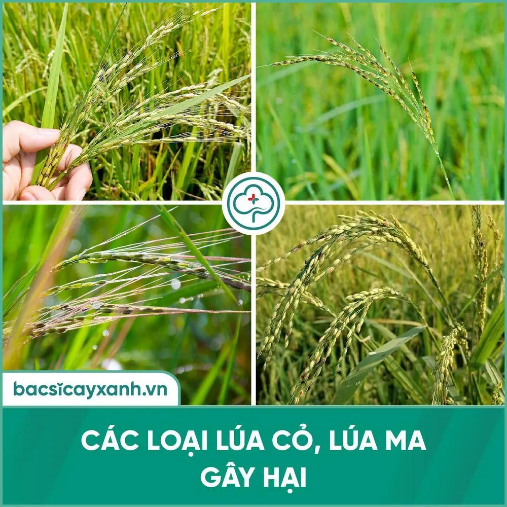 [Giải pháp] Diệt trừ lúa lộn, lúa ma, lúa hai tầng dễ dàng với chế phẩm ...