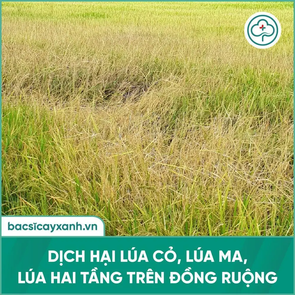 [Giải pháp] Diệt trừ lúa lộn, lúa ma, lúa hai tầng dễ dàng với chế phẩm ...
