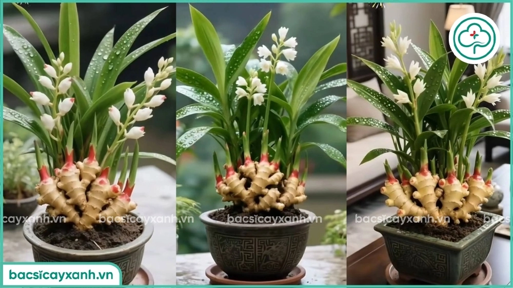 Kỹ thuật trồng gừng bonsai