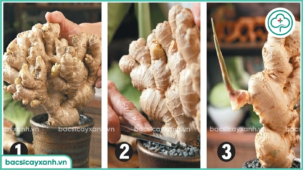 Cách trồng gừng bonsai
