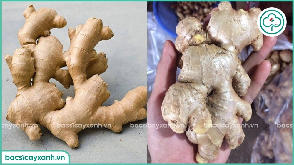 Chọn giống gừng trồng bonsai