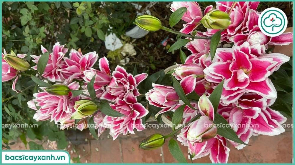 kỹ thuật trồng hoa ly từ củ