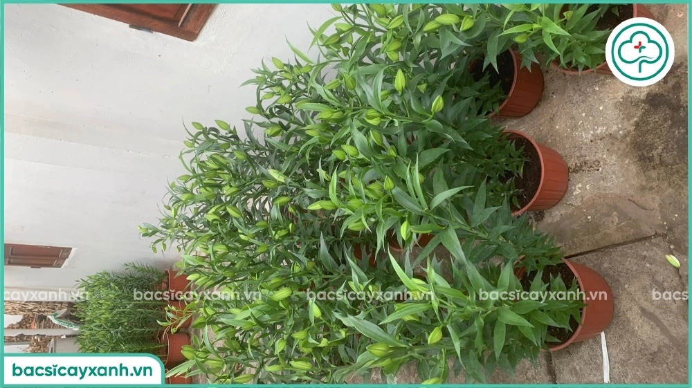 Kỹ thuật trồng hoa ly từ củ