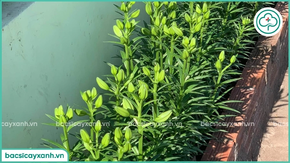Kỹ thuật trồng hoa ly từ củ