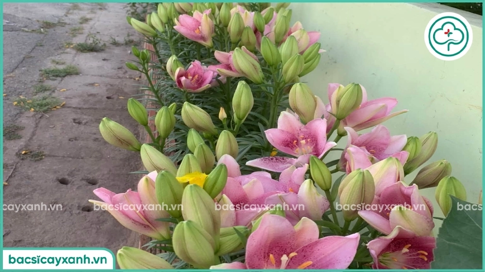 Kỹ thuật trồng hoa ly từ củ