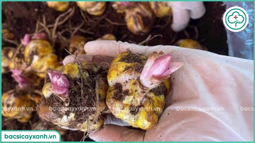 Kỹ thuật trồng hoa ly từ củ