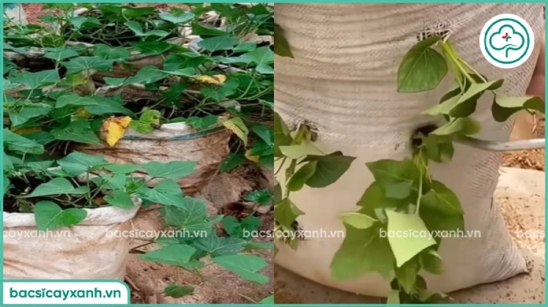 Cách trồng khoai lang trong bao tải cho năng suất cao