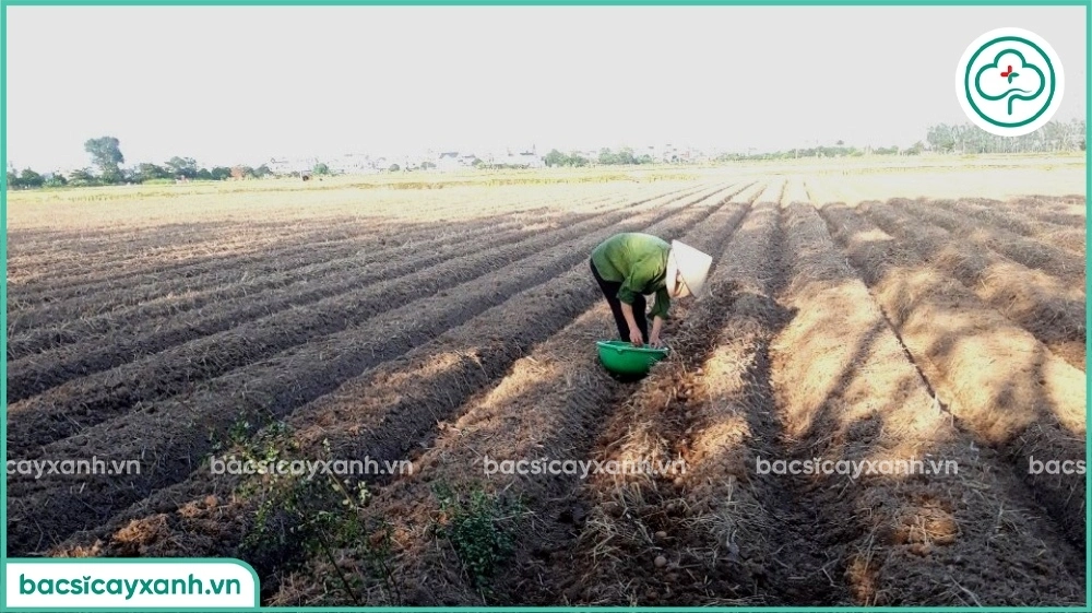 Lên luống trồng khoai tây