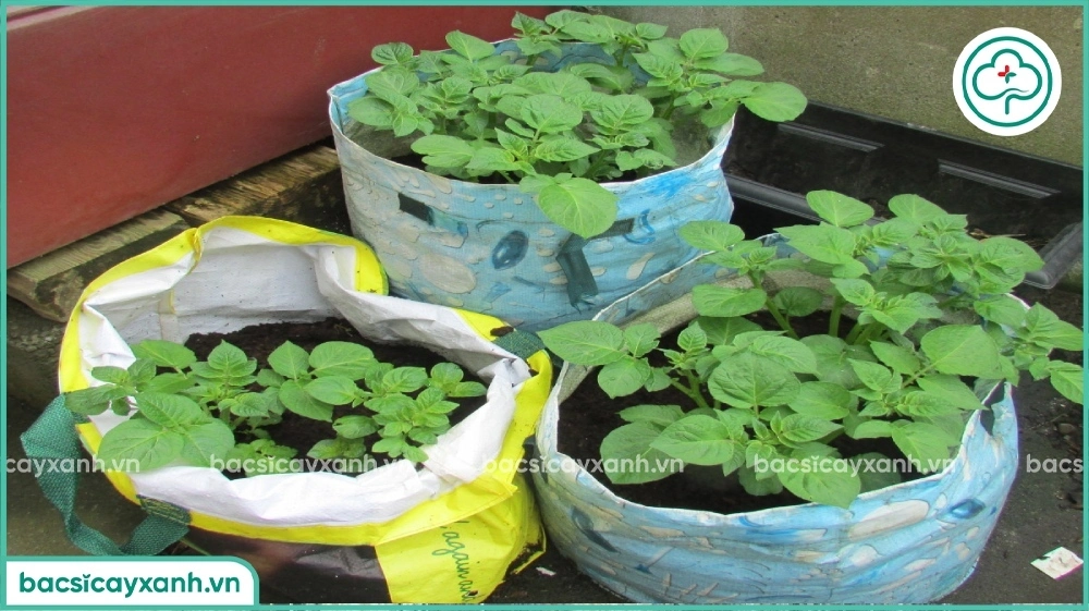 Trồng khoai tây trong bao