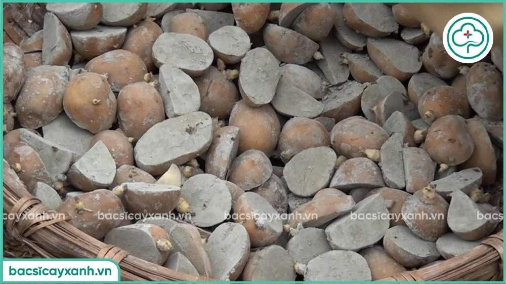 Trồng khoai tây từ củ mọc mầm