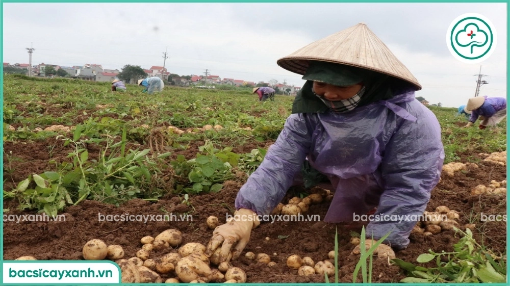 Thu hoạch khoai tây