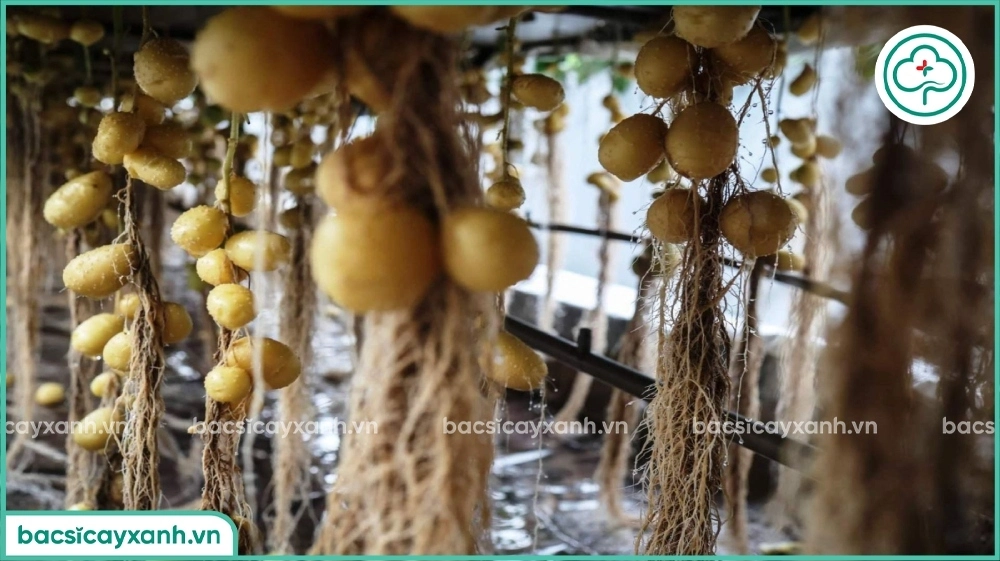 Trồng khoai tây thuỷ canh