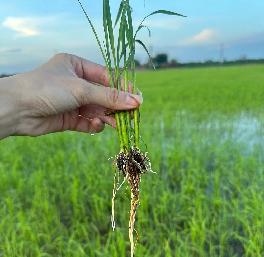 Kích rễ nở bụi đẻ nhánh lúa