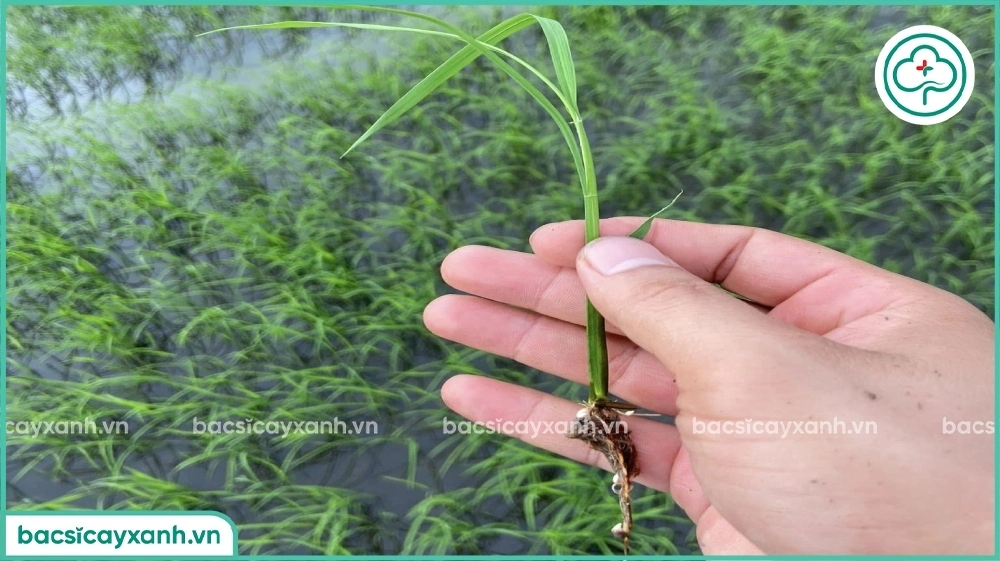 Bệnh bướu rễ trên lúa
