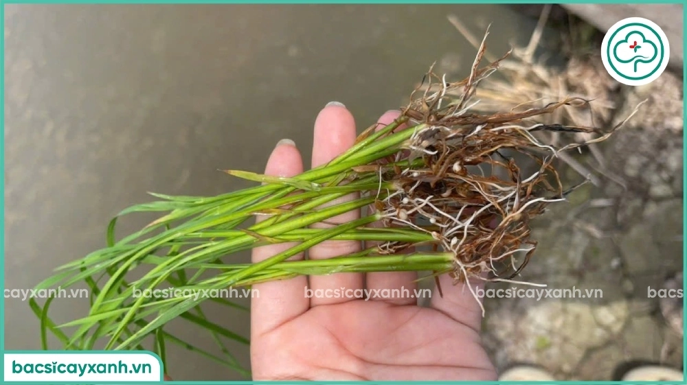 Biểu hiện bệnh bướu rễ trên lúa