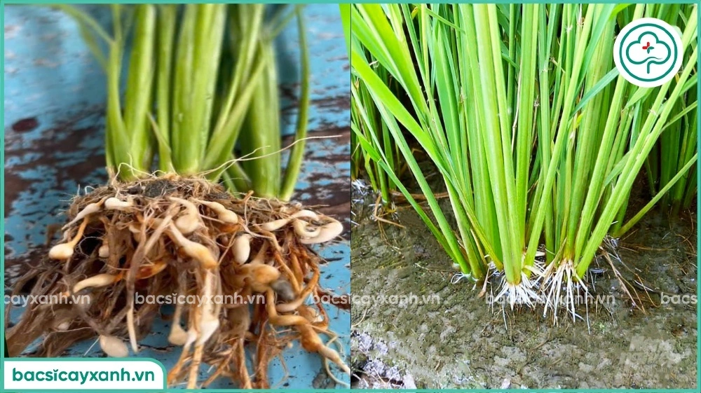 cách phòng trị bệnh bướu rễ trên lúa