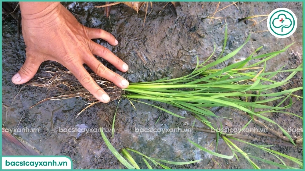 Kỹ thuật bón thúc đẻ nhánh hiệu quả