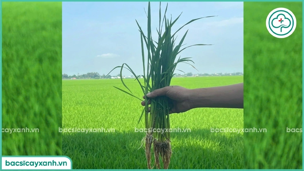 Bón thúc đẻ nhánh cho lúa