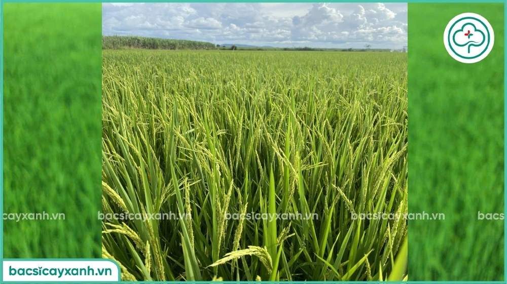 Mật độ gieo sạ tối ưu năng suất