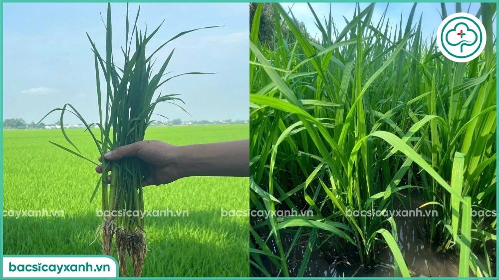 Bón thúc đẻ nhánh lượng phân phù hợp