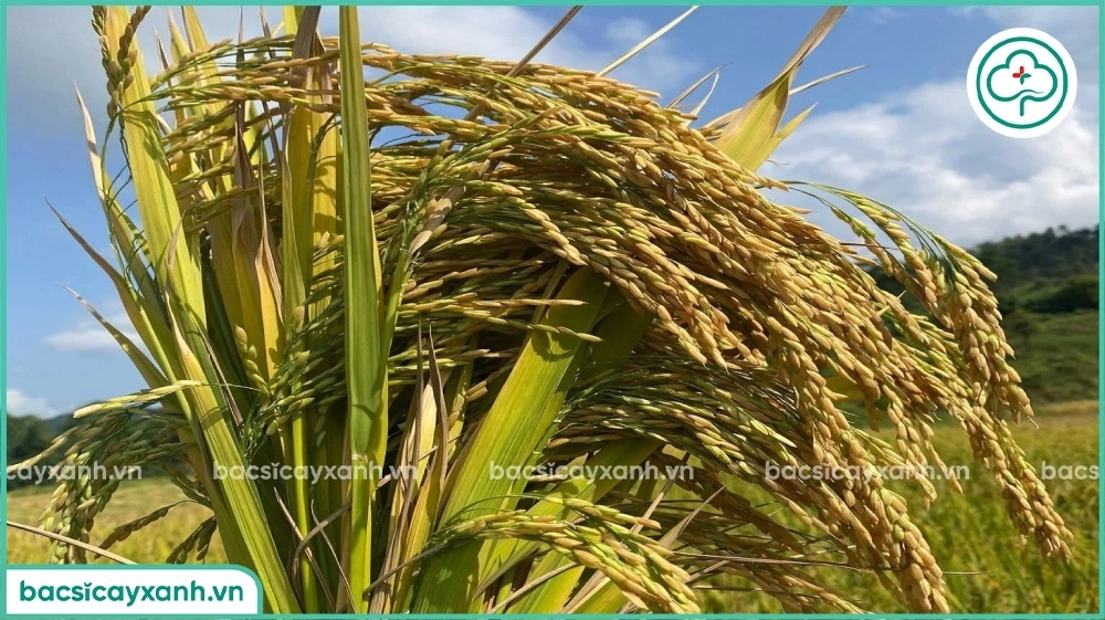 Thu hoạch và bảo quản lúa ST