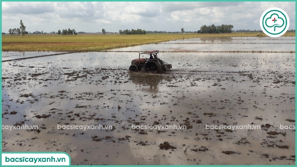 Chuẩn bị đất ruộng