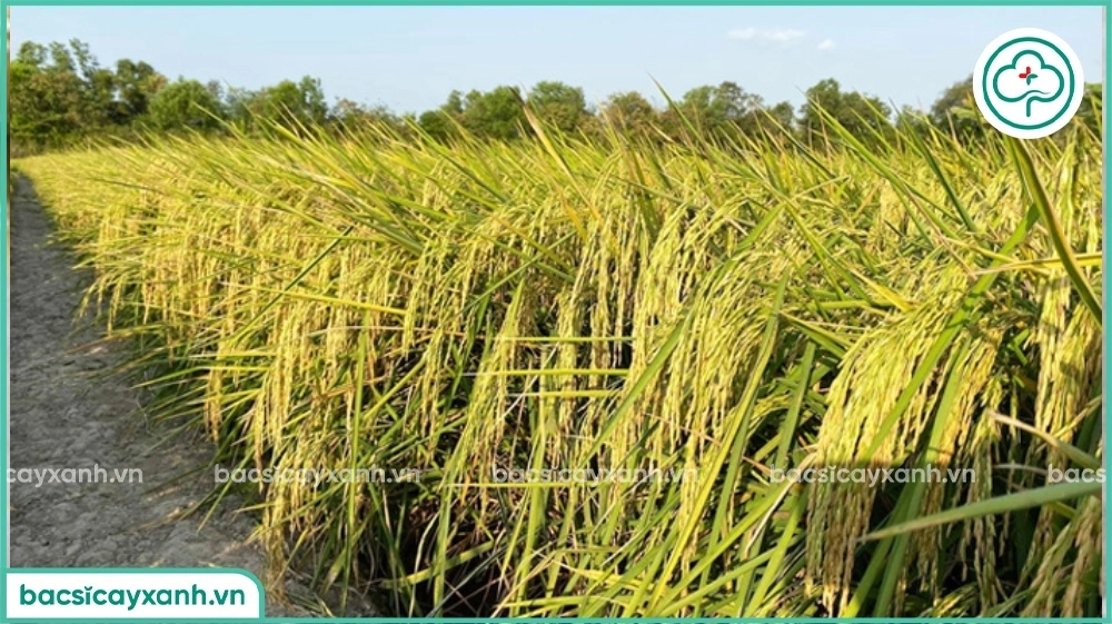 Kỹ thuật Trồng lúa ST