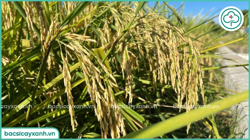 Lượng phân bón cho 1 ha lúa ST