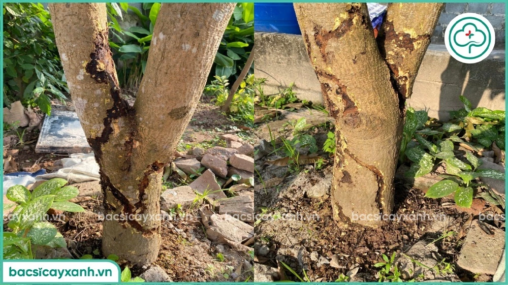 sâu đục thân xoài
