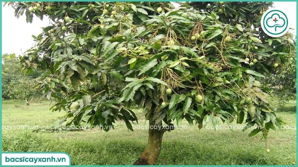 Sâu đục thân hai xoài