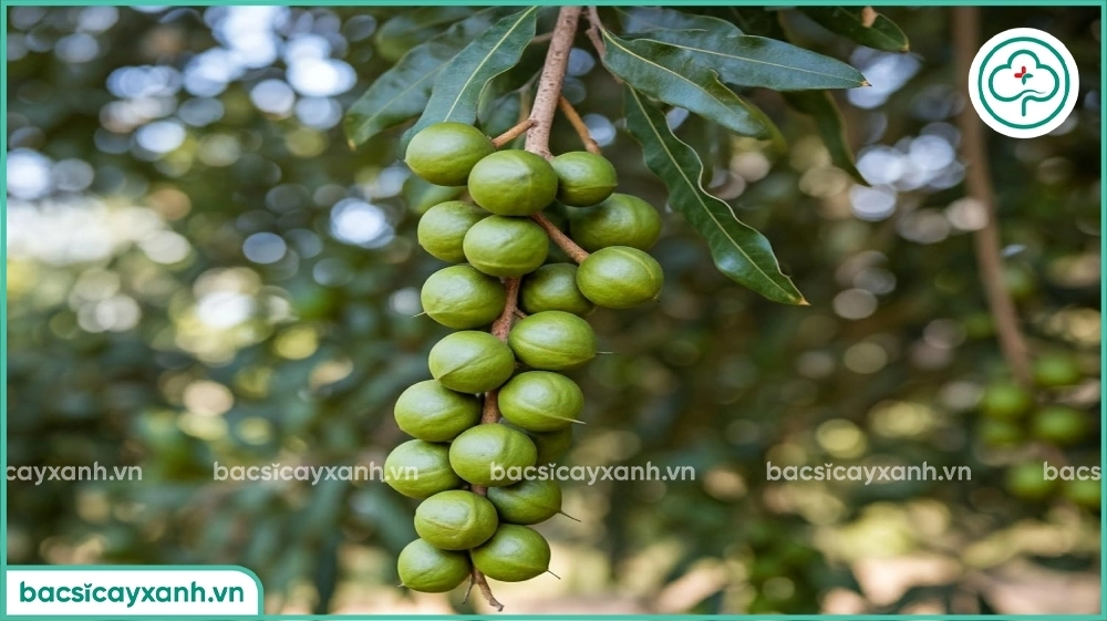 Kỹ thuật chăm sóc cây mắc ca