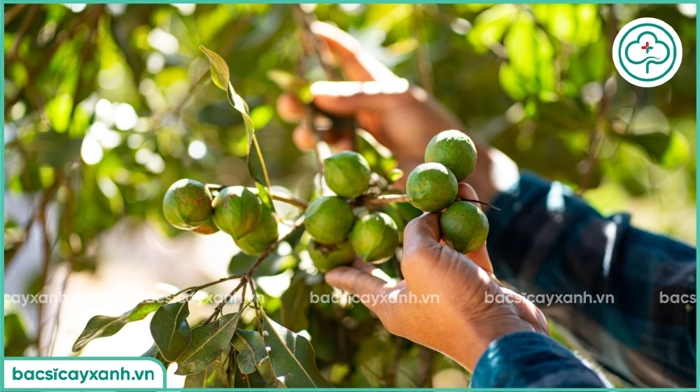 Kỹ thuật thu hoạch mắc ca