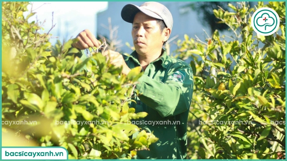 Lặt lá cho mai vàng