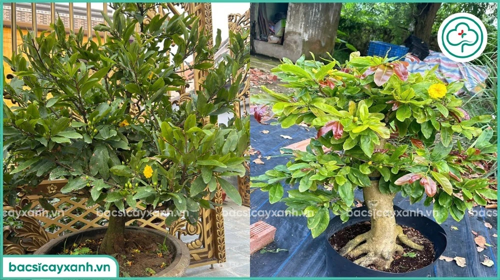 Mai vàng có dấu hiệu nở sớm