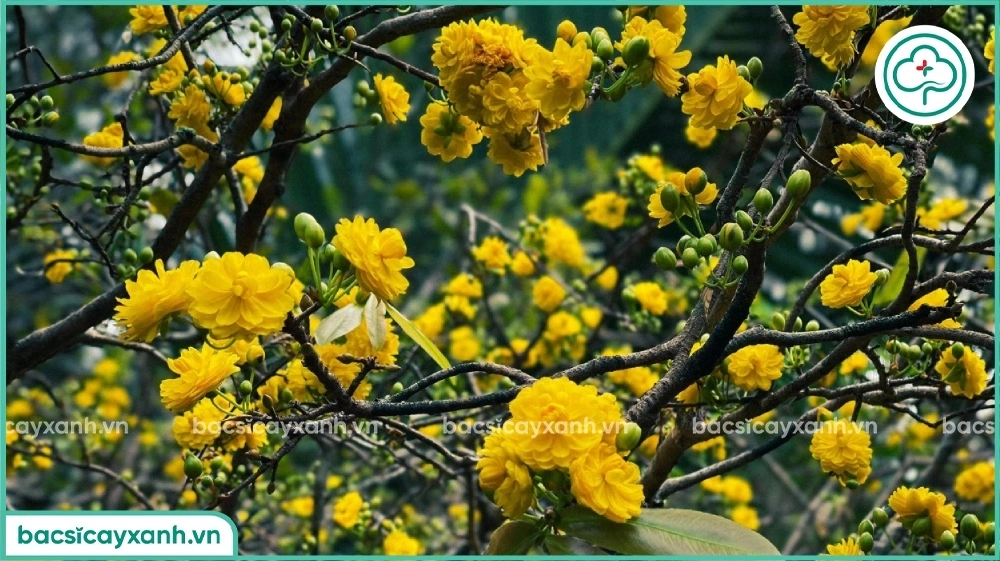 cách kích nụ cho mai vàng