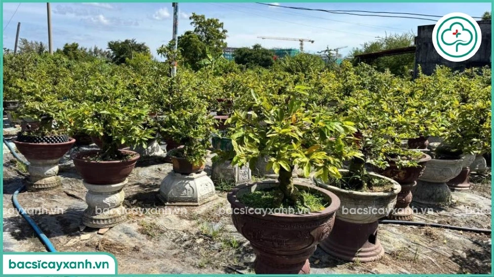 Chăm sóc mai vàng trồng trong chậu
