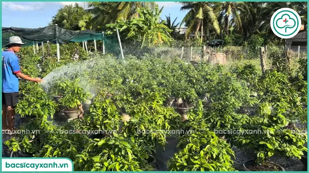Tưới nước cho mai vàng trong chậu