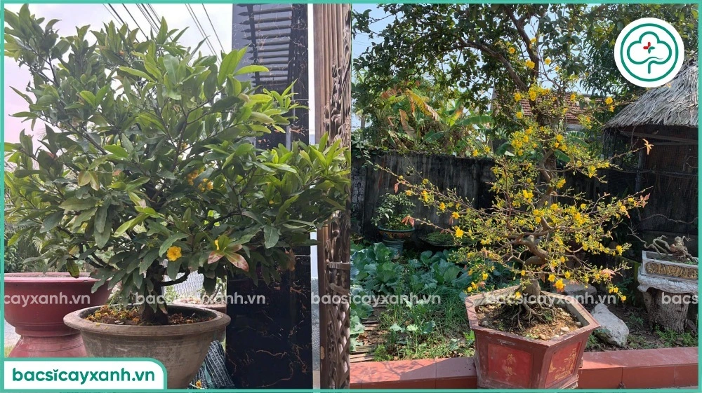 Hãm hoa mai nở sớm