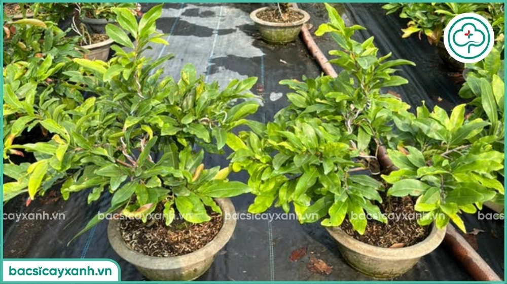 Tuyến trùng rễ mai vàng