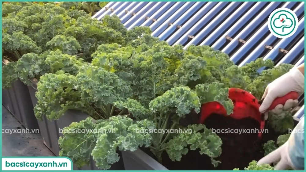 bón phân bã đậu nành cho rau