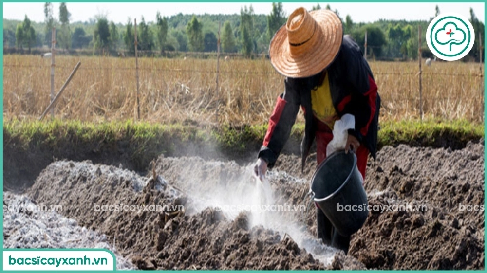 Bón phân NPK hiệu quả