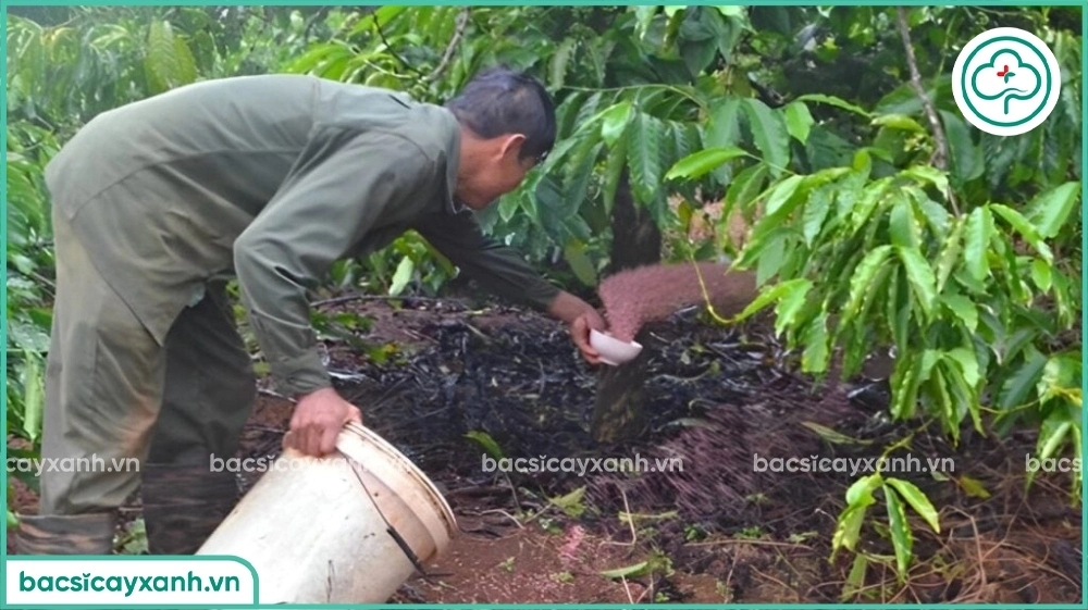 Sử dụng phân bón hiệu quả tiết kiệm
