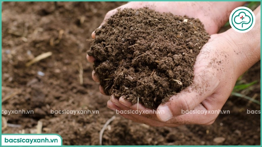 Tăng cường hữu cơ vi sinh cho đất