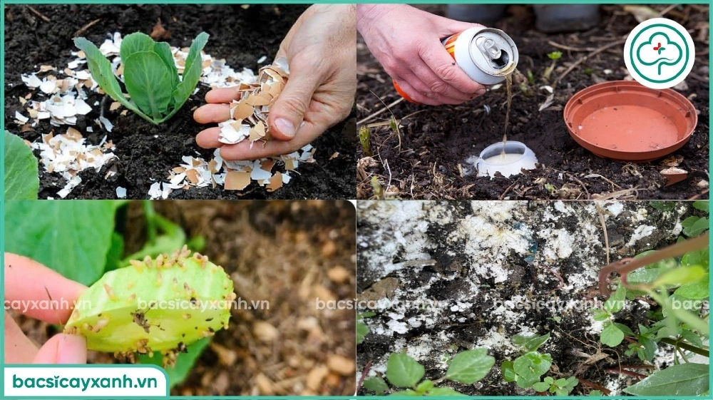 mẹo diệt ốc nhỏ trong đất