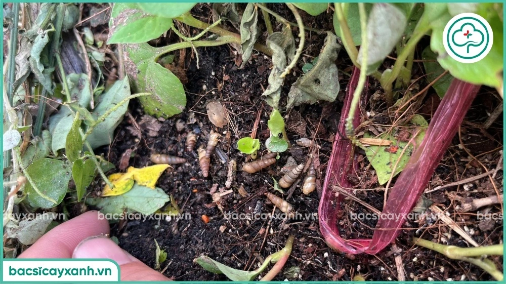 mẹo diệt ốc nhỏ ăn rau canh