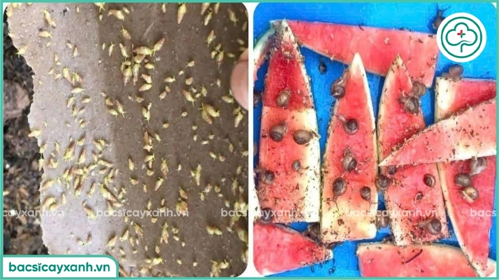 mẹo diệt ốc sên nhỏ trong đất