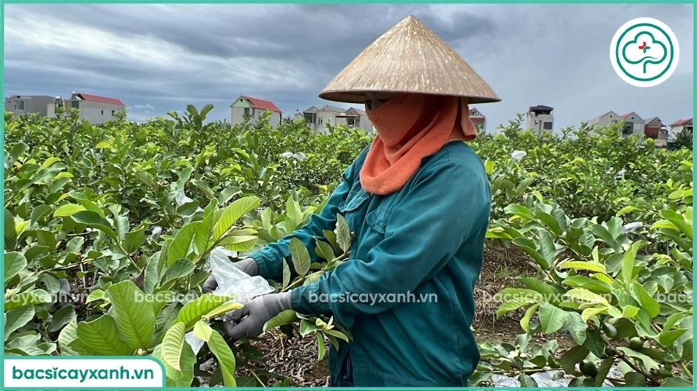 Kiểm tra vườn trồng ổi xen sả thường xuyên